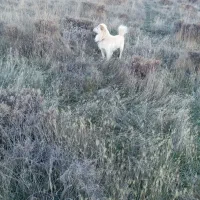 پاکوتان نر گله میره  ف 2