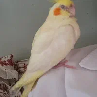عروس هلندی گمشده زرد