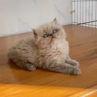 گربه پرشین سفید و بایکالر|گربه|شیراز, معالی‌آباد|دیوار