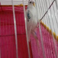 مرغ عشق نر|پرنده|کرمان, |دیوار