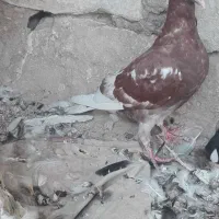 کبوتر بهبهانی|پرنده|لار, |دیوار