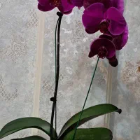 گل ارکیده طبیعی