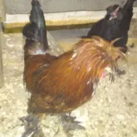 فروش مرغ و خروس زینتی قابل بازدید در مرغداری