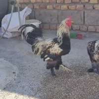 خروس برهما