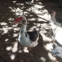 فروش اردک