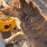 واگذاری رایگان سگ بومی زیبا|سگ|رشت, گلسار|دیوار