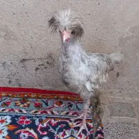 مرغ یا خروس لهستانی|حیوانات مزرعه|مشهد, شهید معقول|دیوار