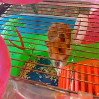 همستر با قفس|موش و خرگوش|سیرجان, |دیوار