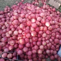 انار شیرین و دانه سرخ زیر پوشال بوده