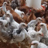 جوجه مرغ گلپایگانی ۵۳روزه و واکسیناسیون شده
