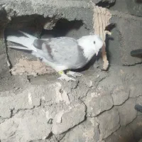 کفتر برشی پشتی نر|پرنده|جغتای, |دیوار