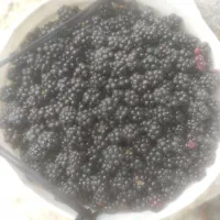 تمشک برای امروز|خوردنی و آشامیدنی|کردکوی, |دیوار