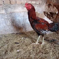 خروس لاری حیوانات مزرعه