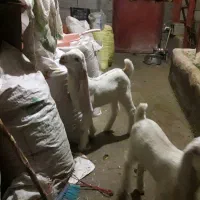 بز گلابی اصل با دوتا بزغاله نروماده و نر بز گلابی|حیوانات مزرعه|کرمانشاه, |دیوار