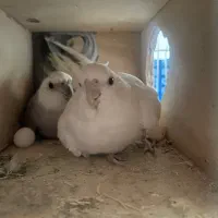 طوطی عروس مولد