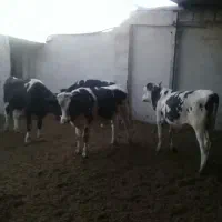 فروش فوری 4راس گوساله