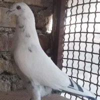 کبوتر پرشی|پرنده|بهشهر, |دیوار