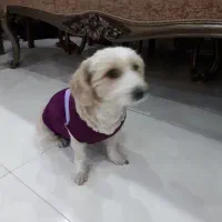 واگذاری سگ شیرو تریر|سگ|اصفهان, خانه اصفهان|دیوار