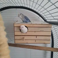 برزیلی مولد با جوجه