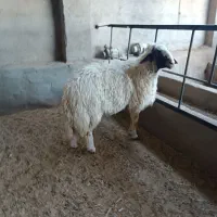 قوچ سنجابی