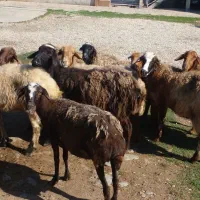 هشت گوسفند آبست و کشتاری