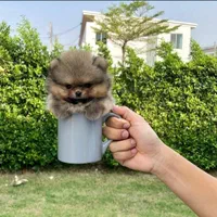 پرورش تخصصی نژاد پامر.پامرانین خرسی عروسکی|سگ|شیراز, فرهنگ شهر|دیوار