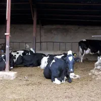 فروش گاوداری