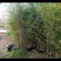 خیزران ریشه پرس|خدمات باغبانی و درختکاری|رانکوه, |دیوار