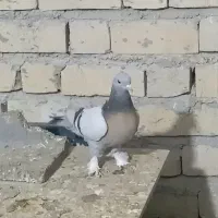 کبوتر ترکیه ای شیرجه ای