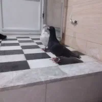 دوتا نر کفتر معاوضه با جوجه عروس هلندی|پرنده|قائن, |دیوار