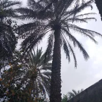 سیس یا سی سی رایگان در بم برای چیلک