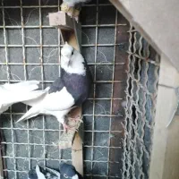 طوقی|پرنده|شیراز, شهرک قمشه|دیوار