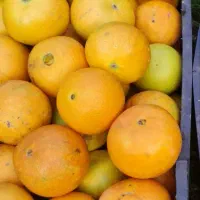 فروش پرتقال تامسون و خونی