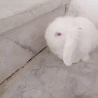 خرگوش لوپ سفید چشم شرابی|موش و خرگوش|تایباد, |دیوار