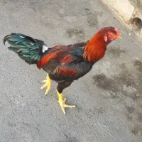 جوجه مرغ و خروس|حیوانات مزرعه|زنده رود, |دیوار