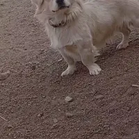 دو عدد سگ پا کوتا|سگ|فشاپویه, |دیوار