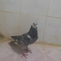 کفتر پلاکی دورگه نر