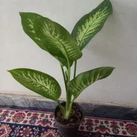 کاج مطبق دوشاخه بزرگ