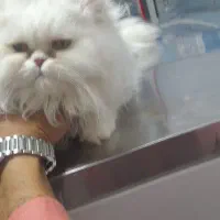 پرشین ایرانی