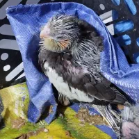 جوجه عروس هلندی