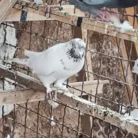 کفترپرشی ساعت سنگین|پرنده|یزد, |دیوار