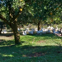 قوغاز  لیندا و آفریقایی جوان برای تخم گذاری|حیوانات مزرعه|زرگرشهر, |دیوار