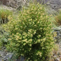 جوشکار گاز هستم برشی انجام میدم دودکش میزنم