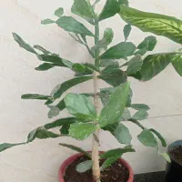 گل های زیبا