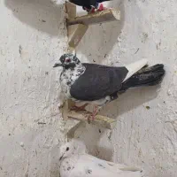 ۹تا کفتر|پرنده|مرودشت, محمد آباد|دیوار