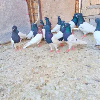 کله مهر مهر|پرنده|شیراز, ریاستی|دیوار