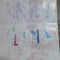 پامرین خرسی عروسکی ماده با شناسنامه بسیار زیبا|سگ|تهران, دهقان|دیوار