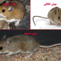 سمپاشی تضمینی یکساله سوسک ساس کنه موش کک(سم پاشی)|خدمات نظافت|ری, دولتآباد|دیوار