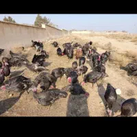 فروش بوقلمون برنز