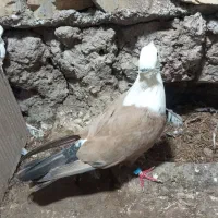 کربلایی ماده